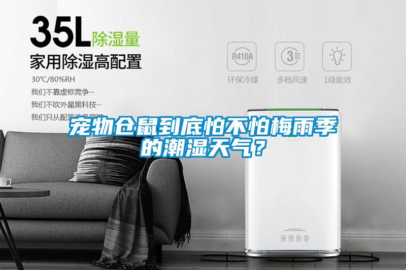 寵物倉鼠到底怕不怕梅雨季的潮濕天氣？