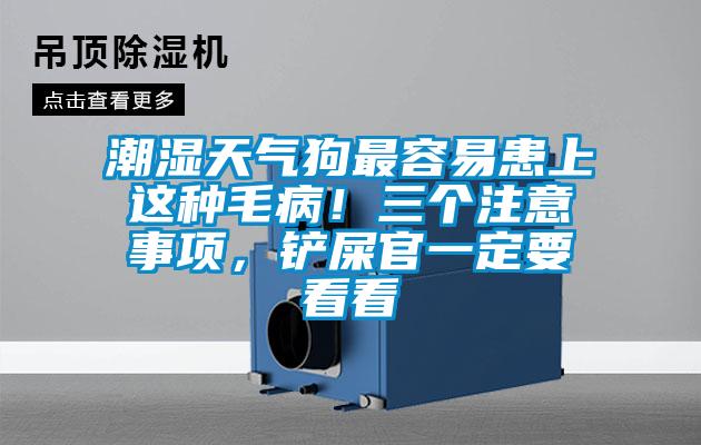 潮濕天氣狗最容易患上這種毛?。∪齻€注意事項，鏟屎官一定要看看