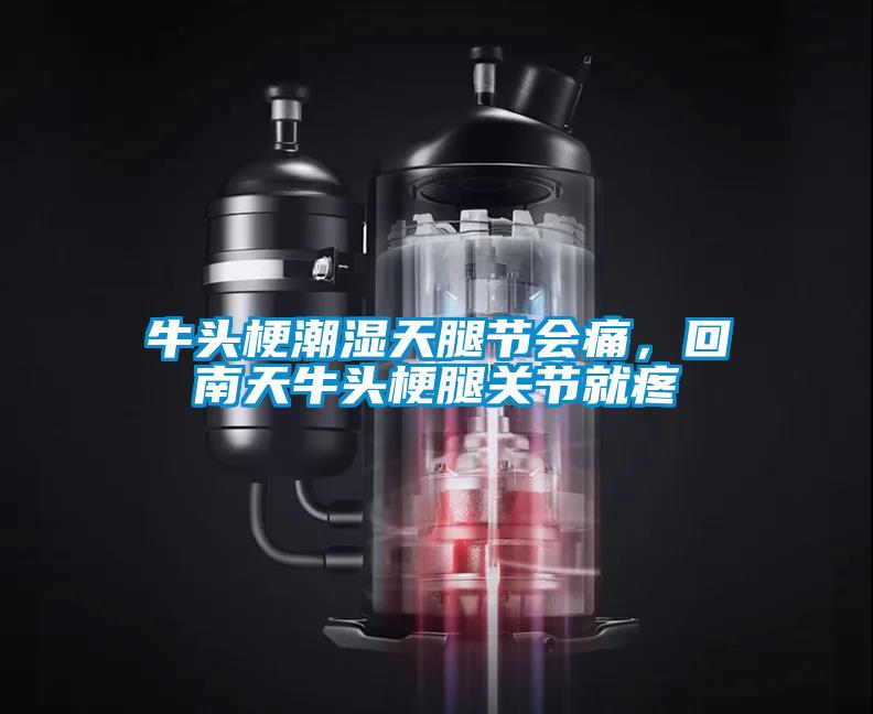 牛頭梗潮濕天腿節(jié)會(huì)痛，回南天牛頭梗腿關(guān)節(jié)就疼