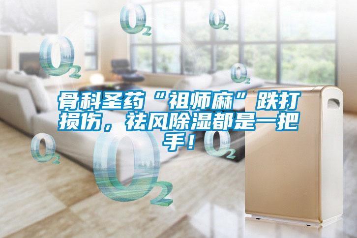 骨科圣藥“祖師麻”跌打損傷，祛風(fēng)除濕都是一把手！