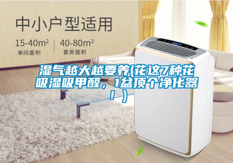 濕氣越大越要養(花這7種花吸濕吸甲醛，1盆頂個凈化器！)